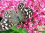 Butterflies seen in Nettlebed allotments 