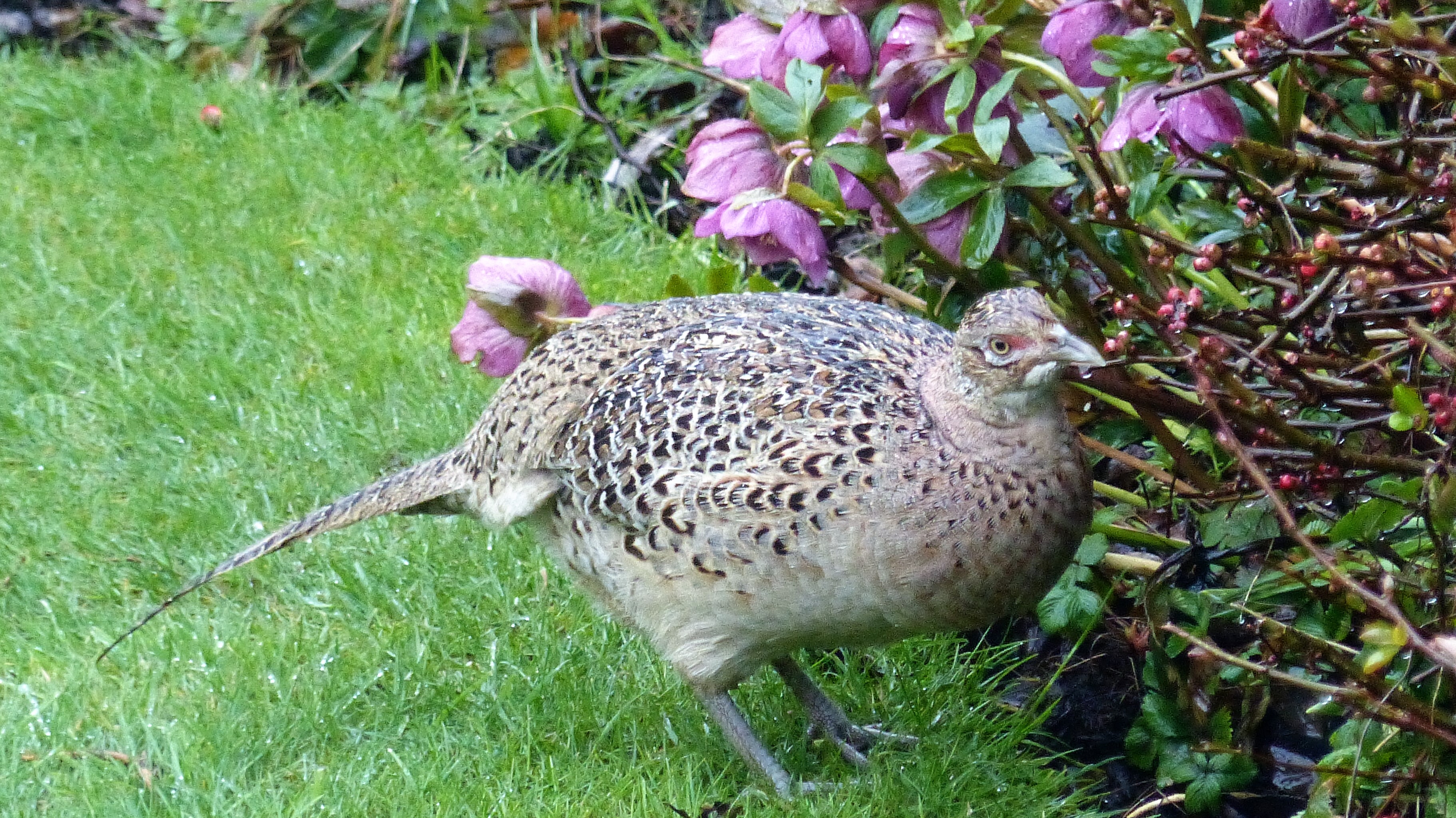 Nettlebed Photo Gallery Nettlebed