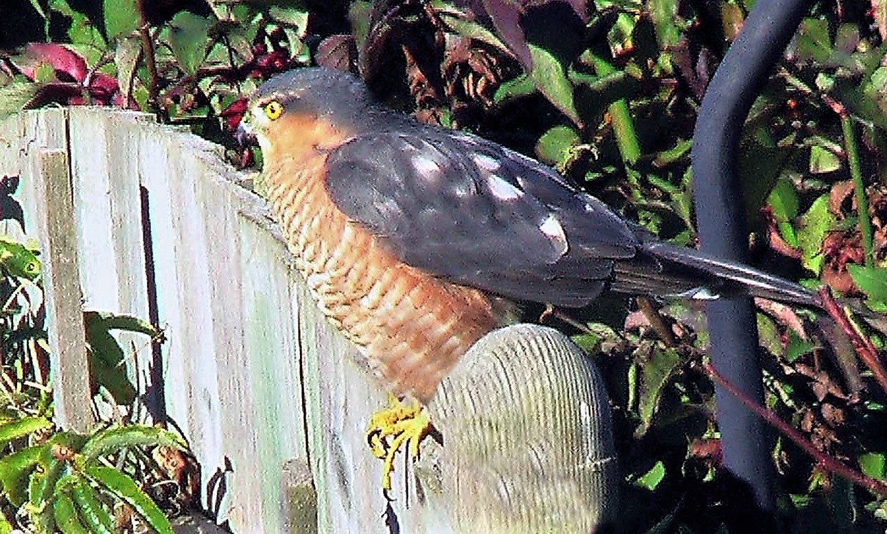 birds (14)
