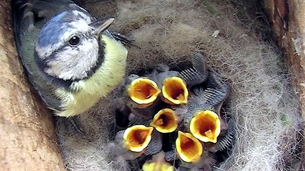 birds 2(18)
