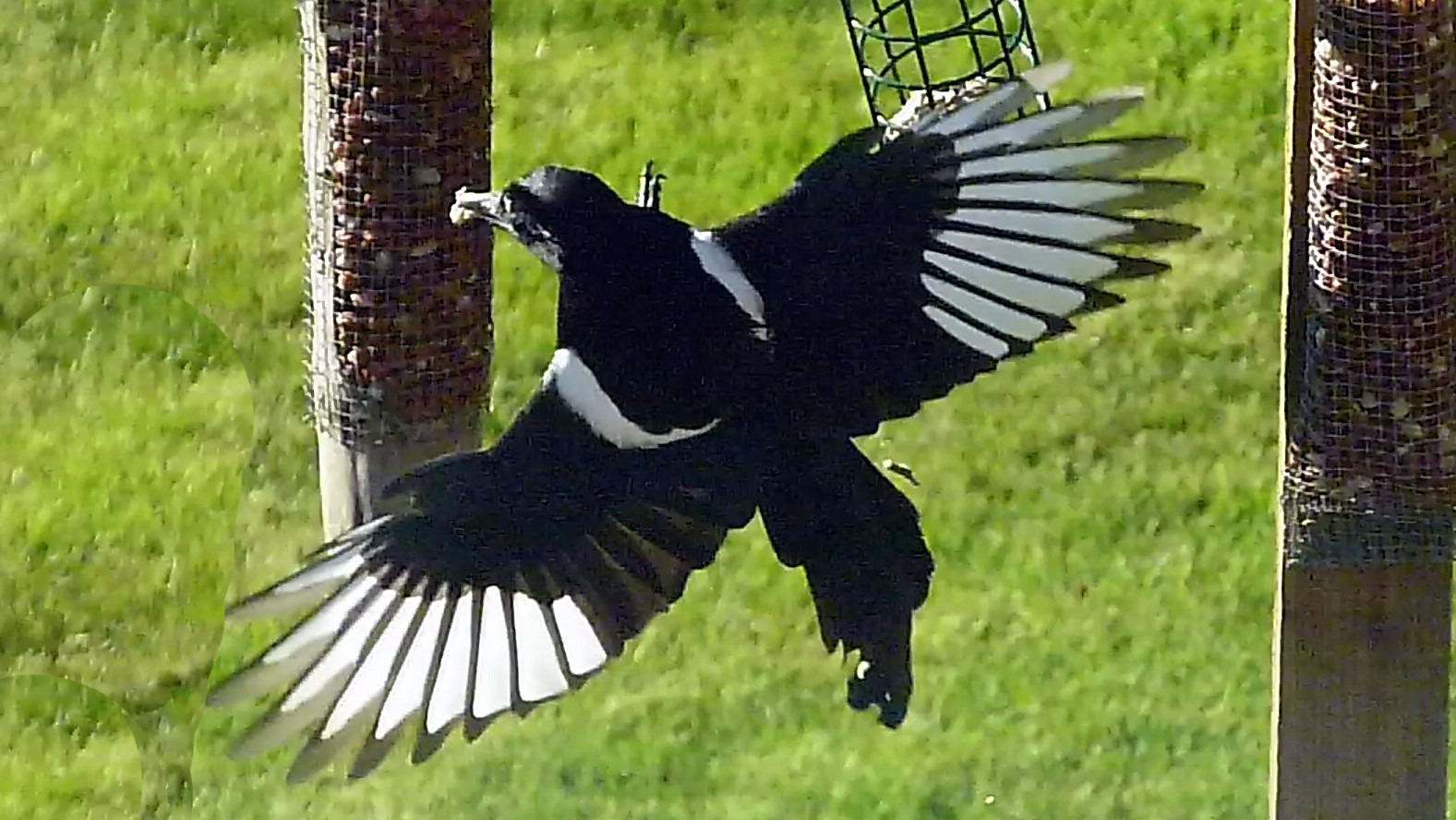 birds 7(57)