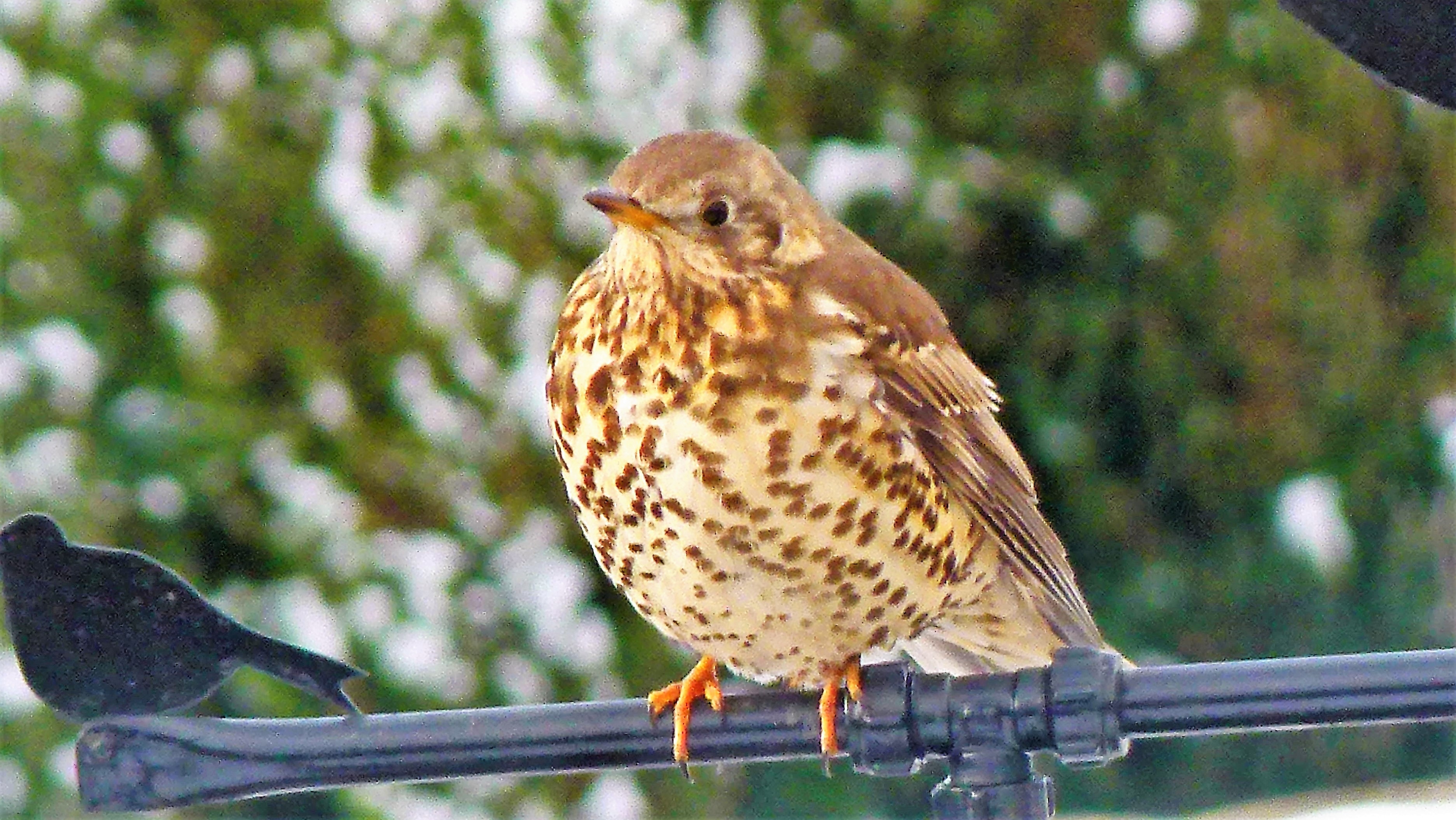 birds 9(68)
