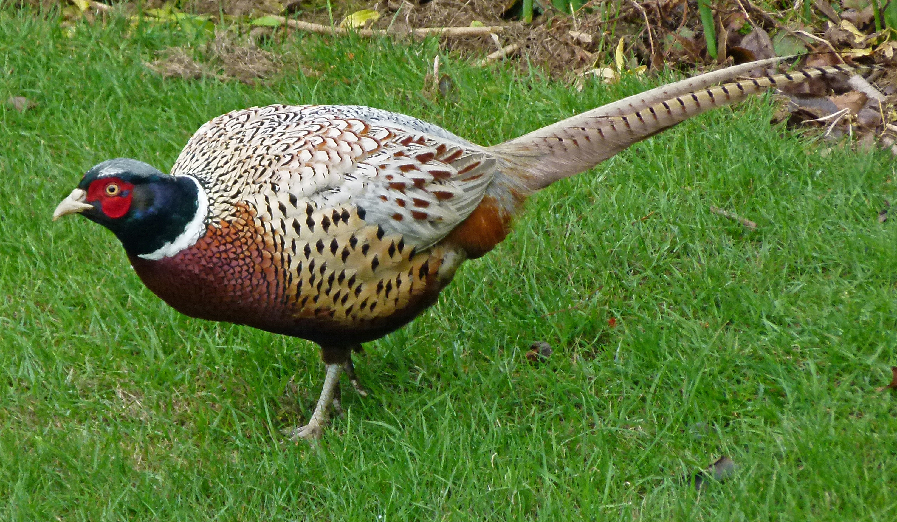 birds e(79)
