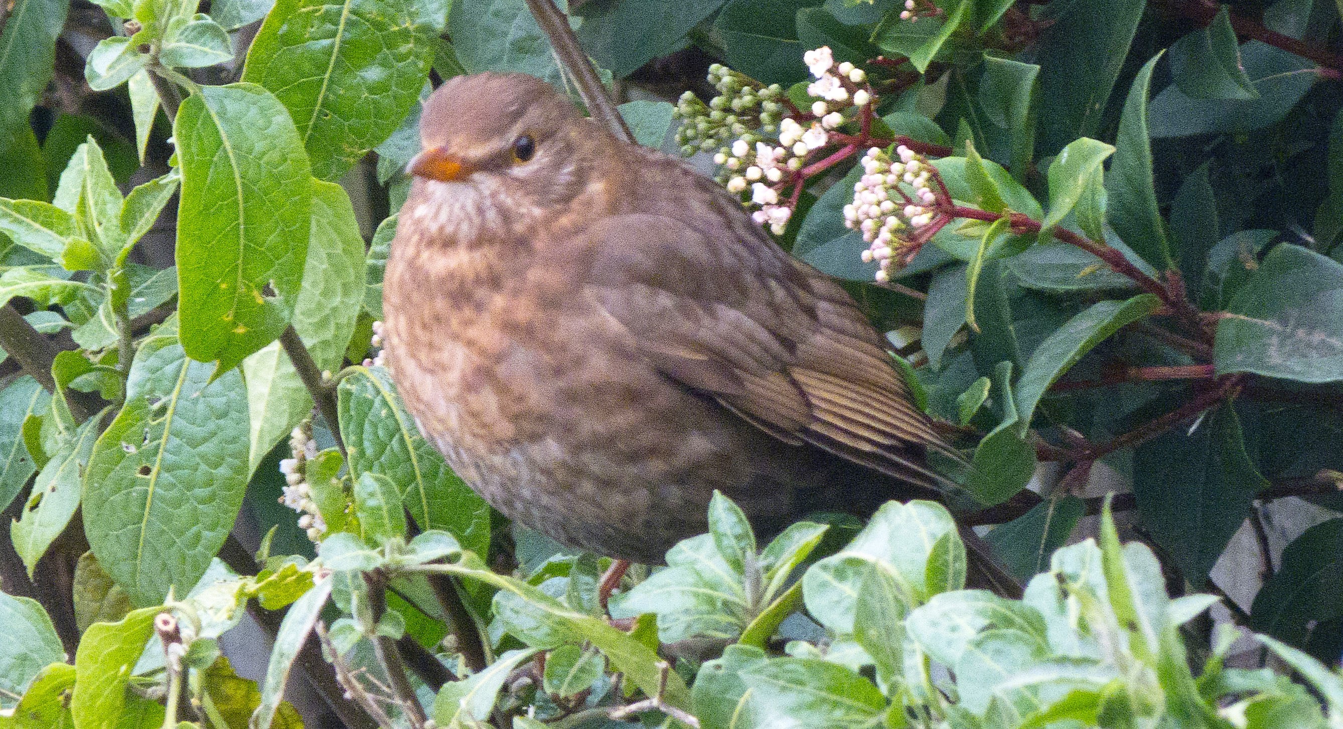 birds8 (65)