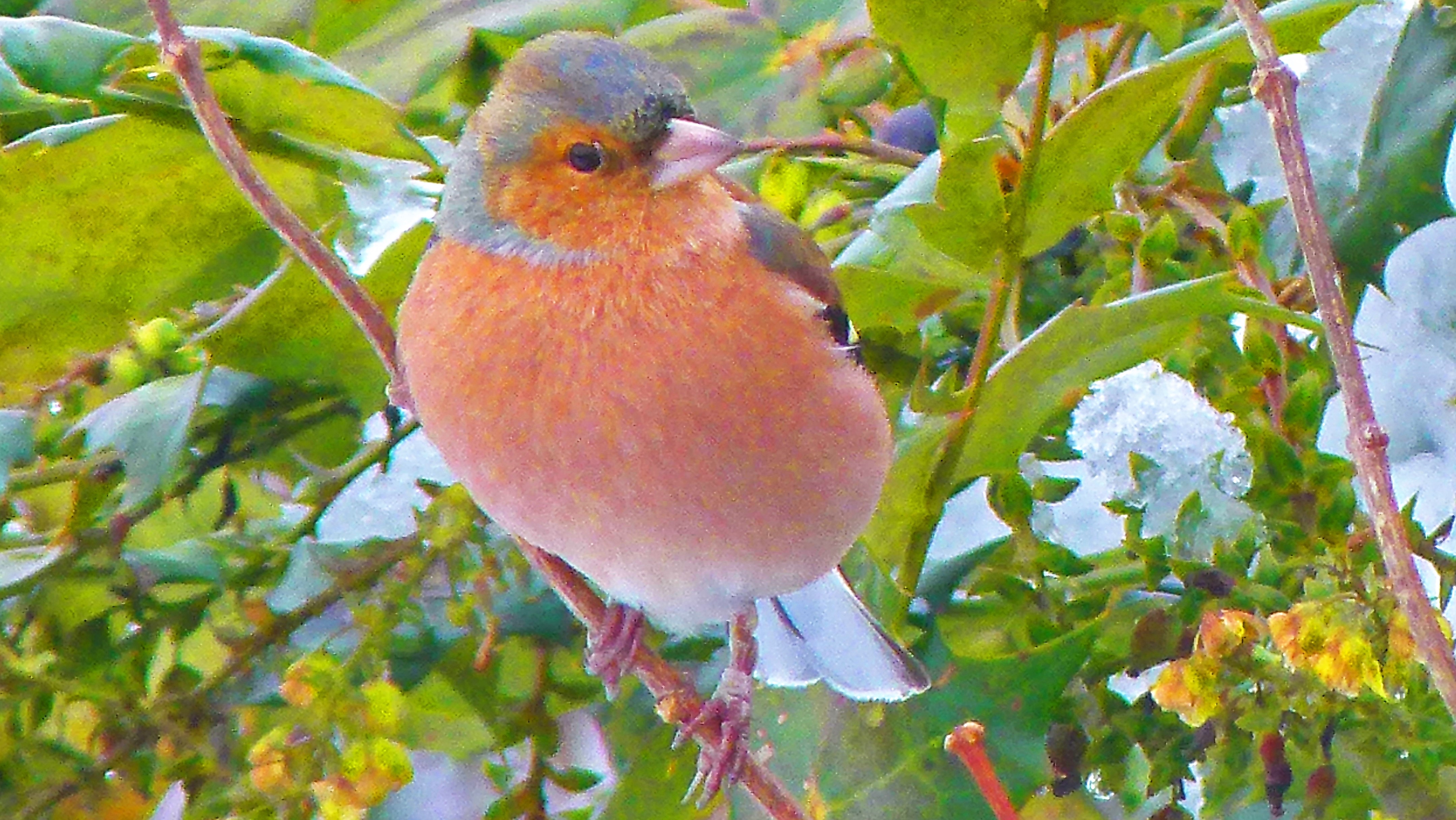 birdsa (62)