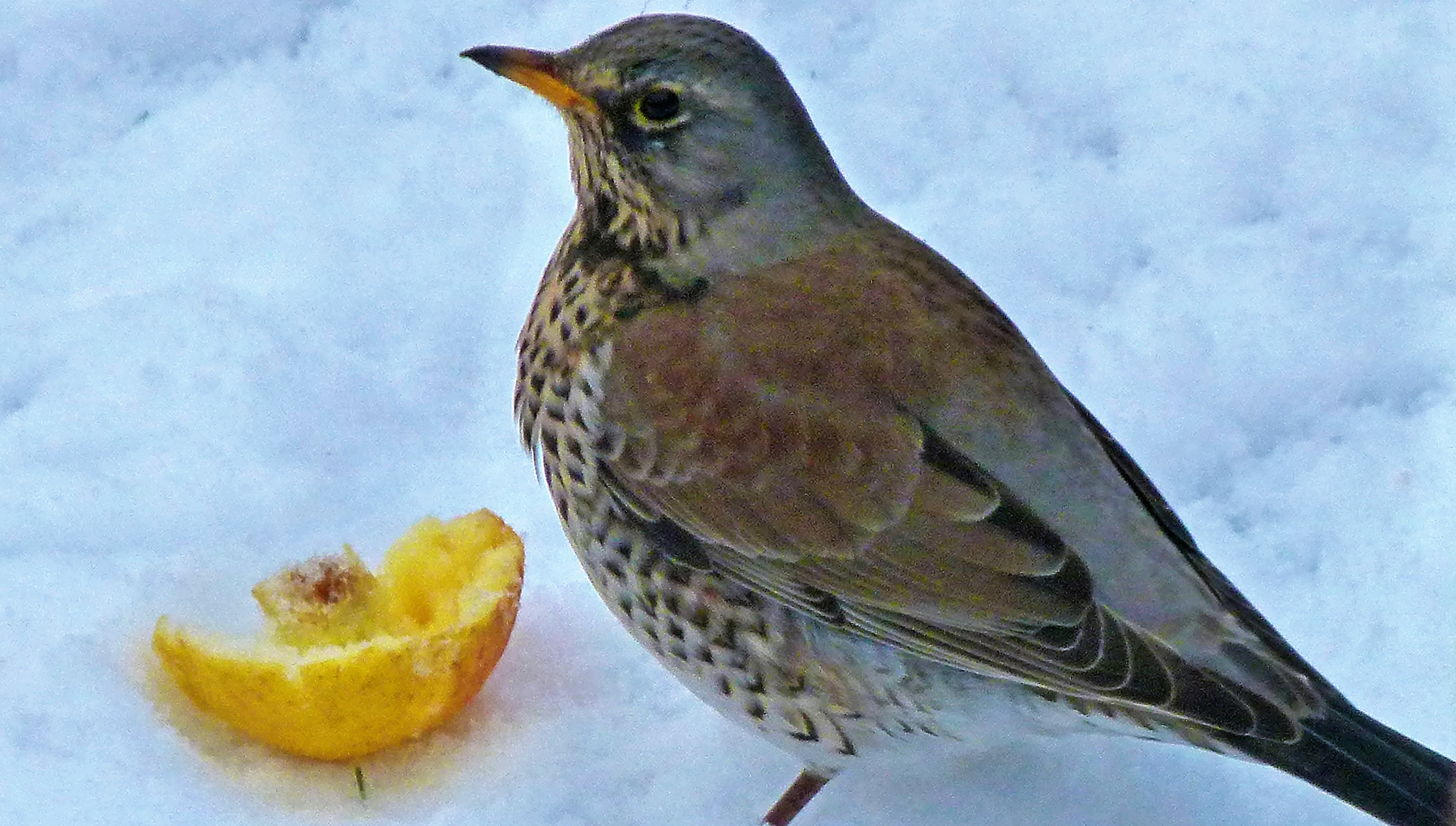 birdsd (70)