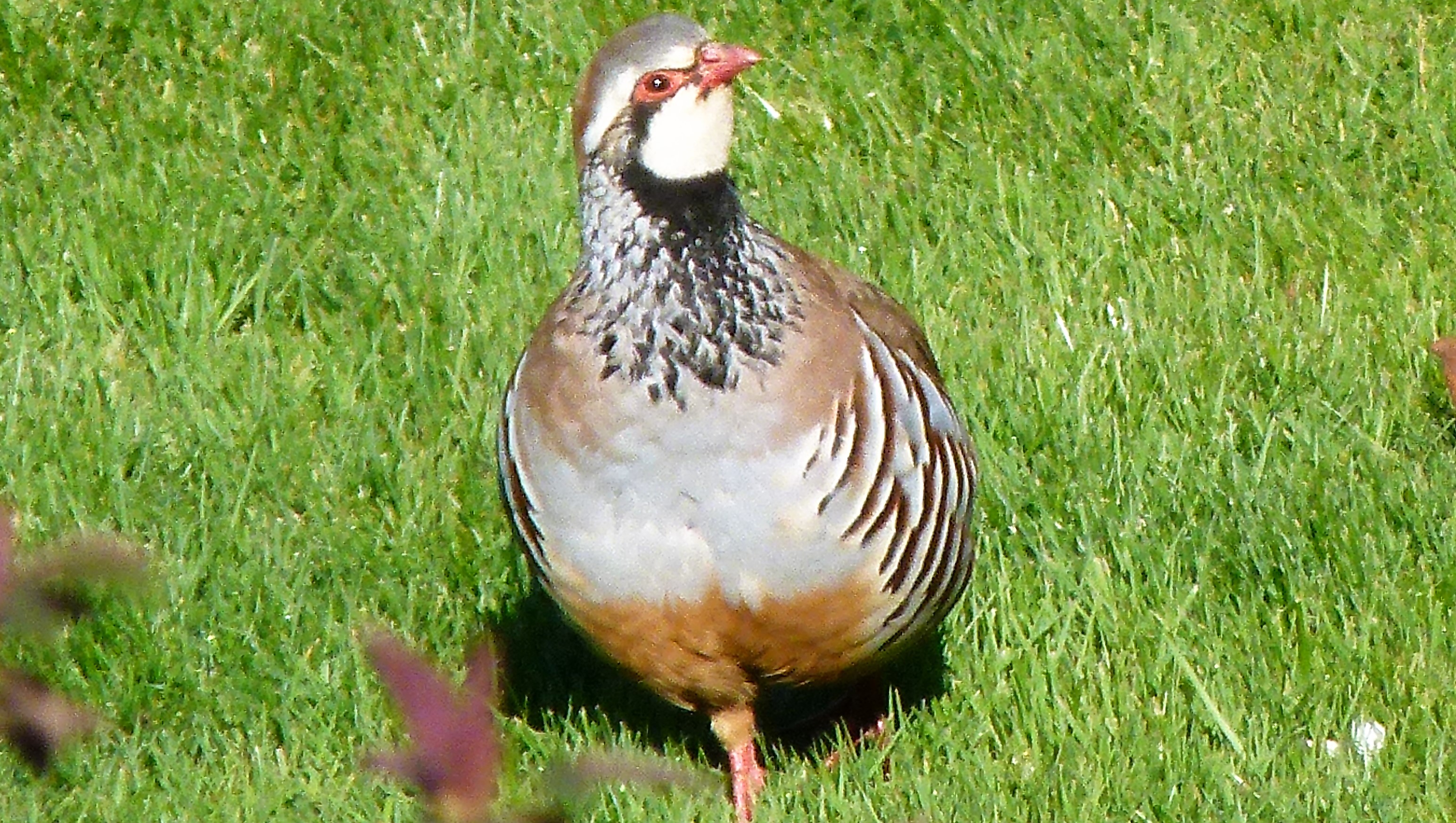 birdsf (86)