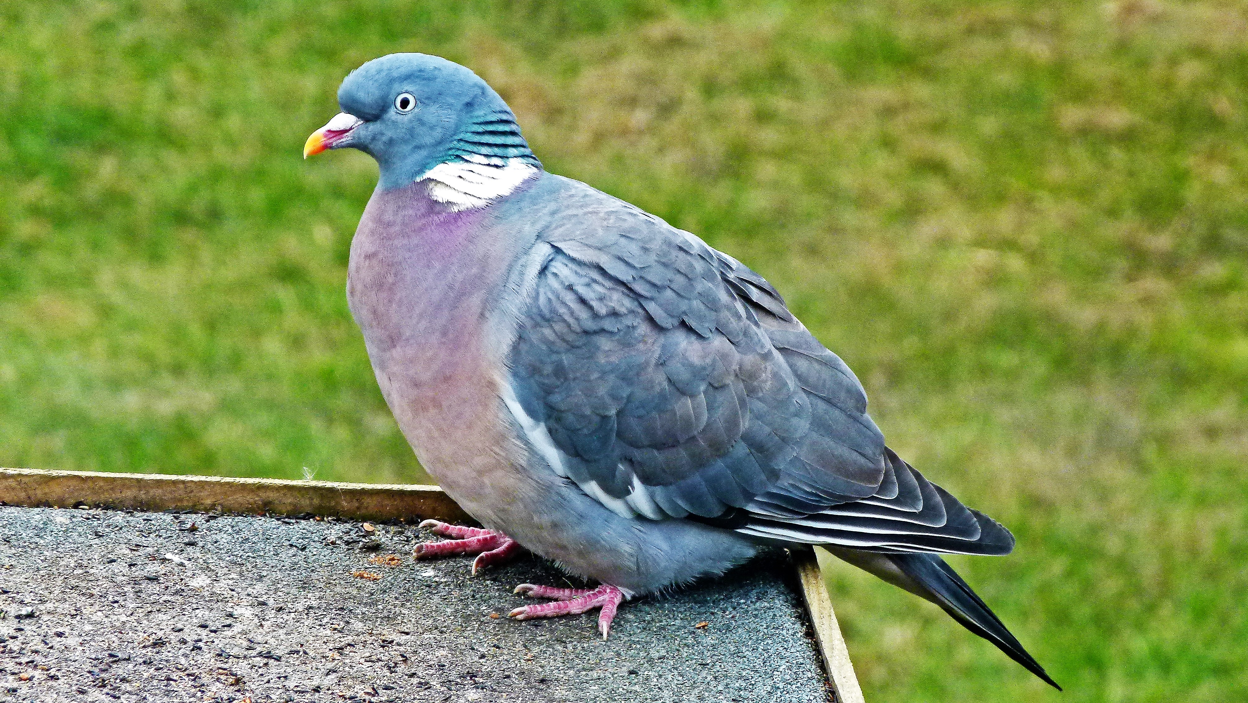 birdsi (77)