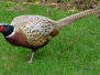 Nettlebed garden birds
