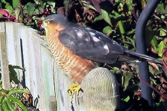 birds (14)