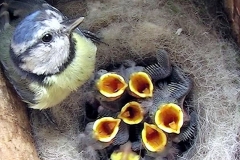 birds 2(18)
