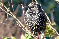 birds 3(34)