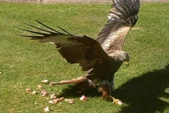 birds 5(43)