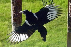birds 7(57)