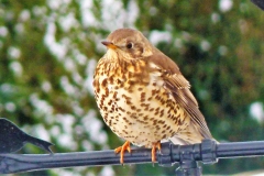 birds 9(68)