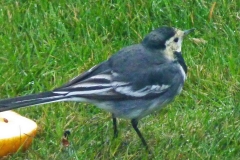 birds c(64)