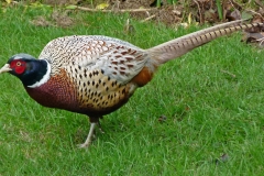 birds e(79)