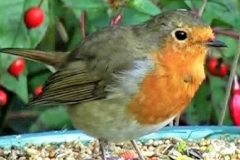 birds g(92)