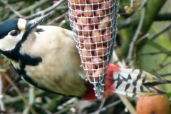birds h(100)