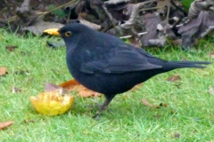 birds6 (50)