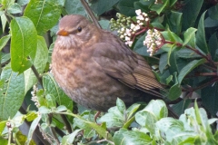 birds8 (65)