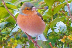 birdsa (62)