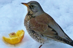birdsd (70)