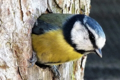 birdse (84)