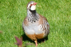 birdsf (86)