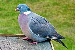 birdsi (77)