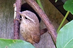 birdsj(101)