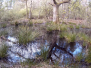 Nettlebed Ponds